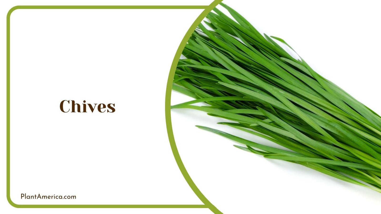 Chives Plant On a White Background Plant America