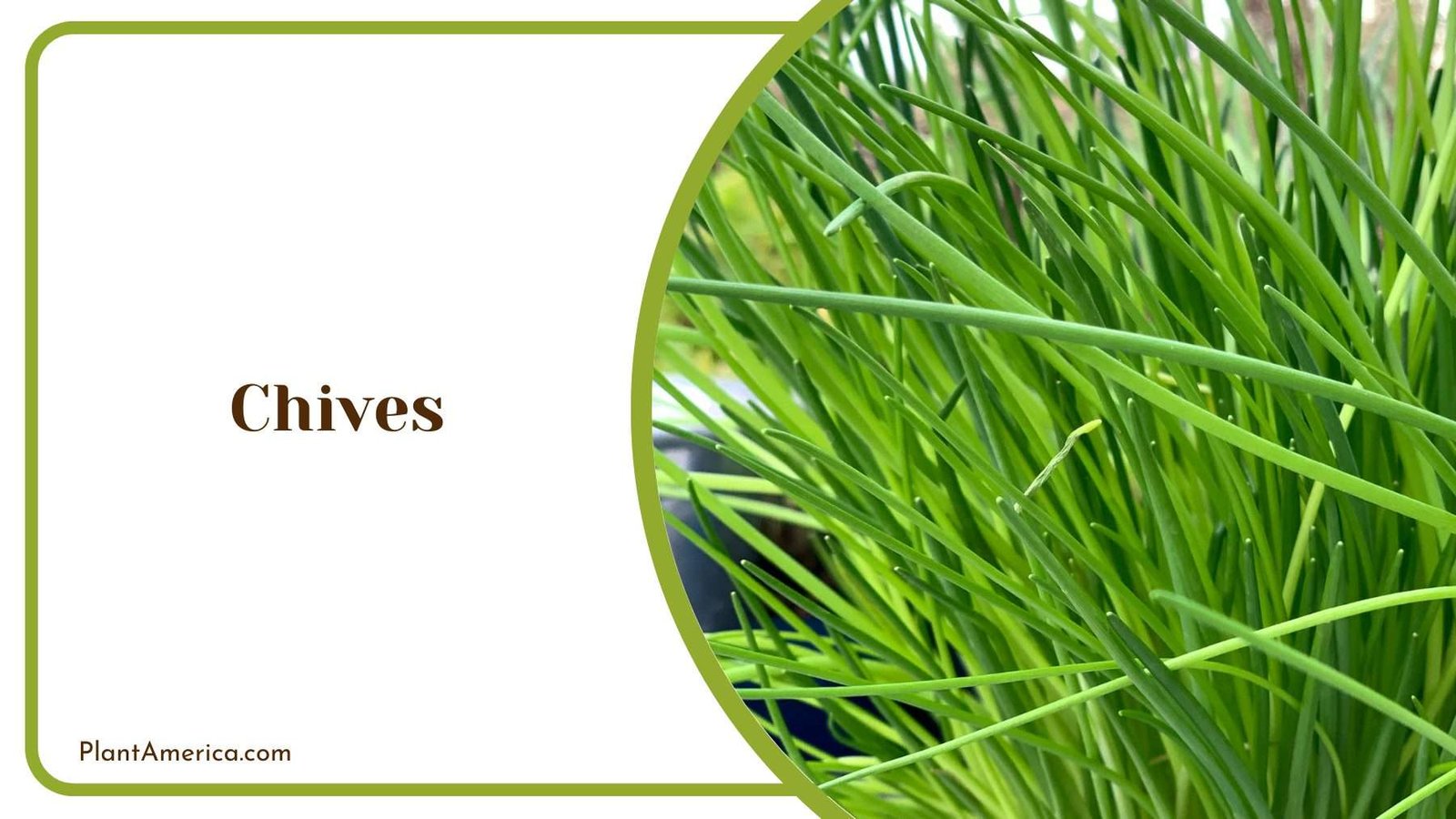 Chives Plant Plant America