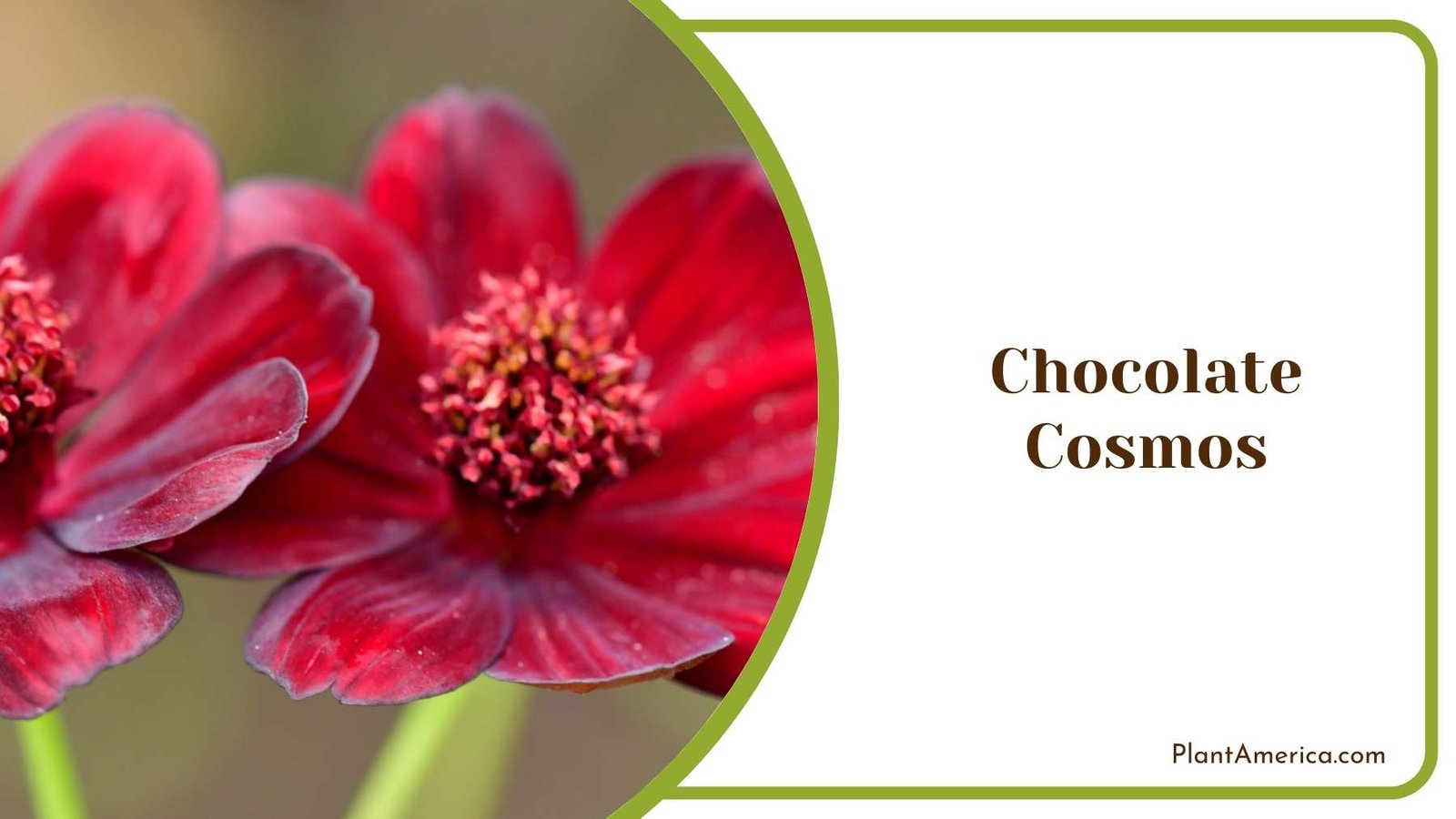 Chocolate Cosmos Plant Plant America Chocolate Cosmos Plant Plant America