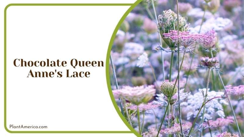 Chocolate Queen Anne s Lace Plant America