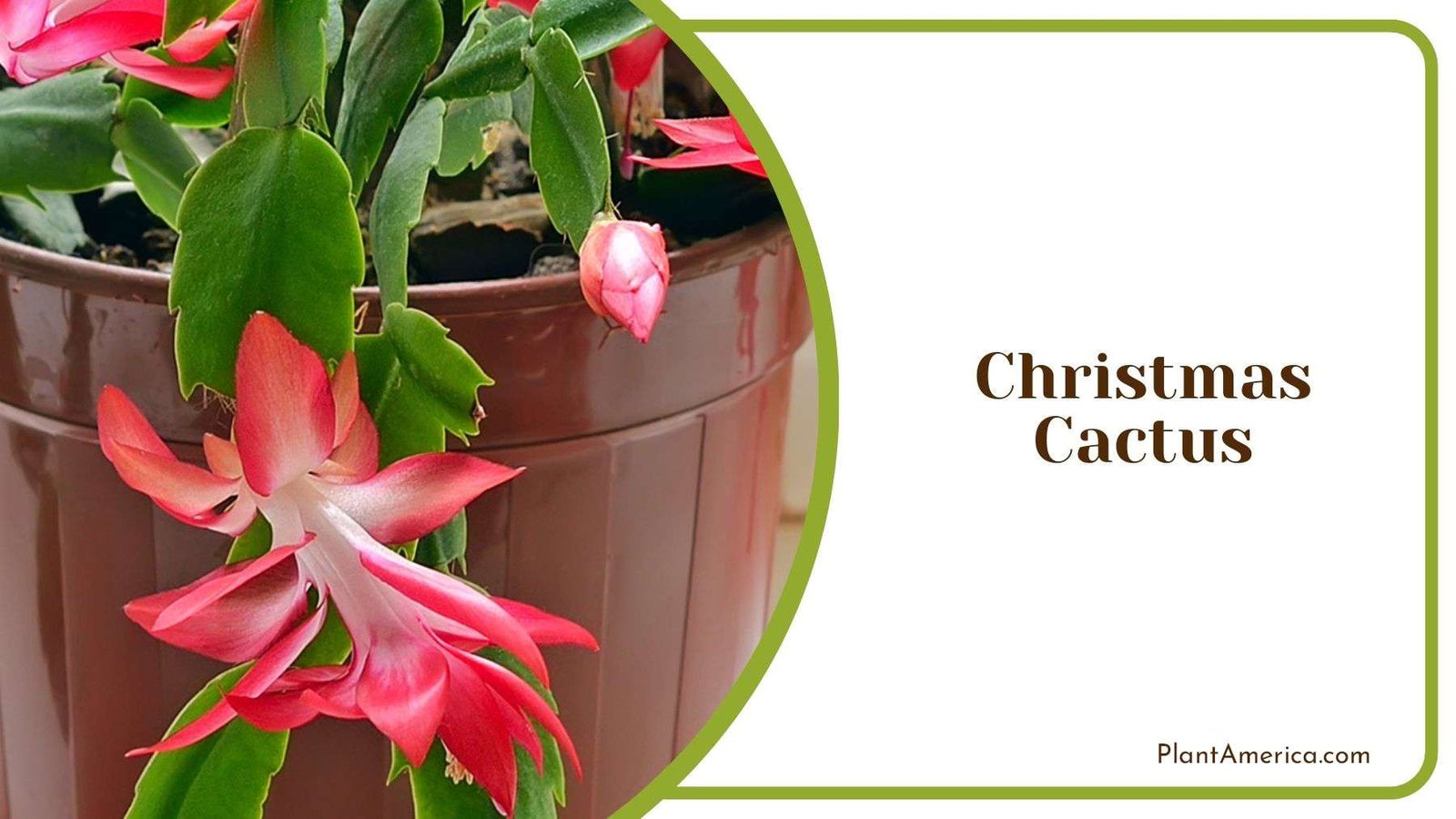 Christmas Cactus Care Details Plant America