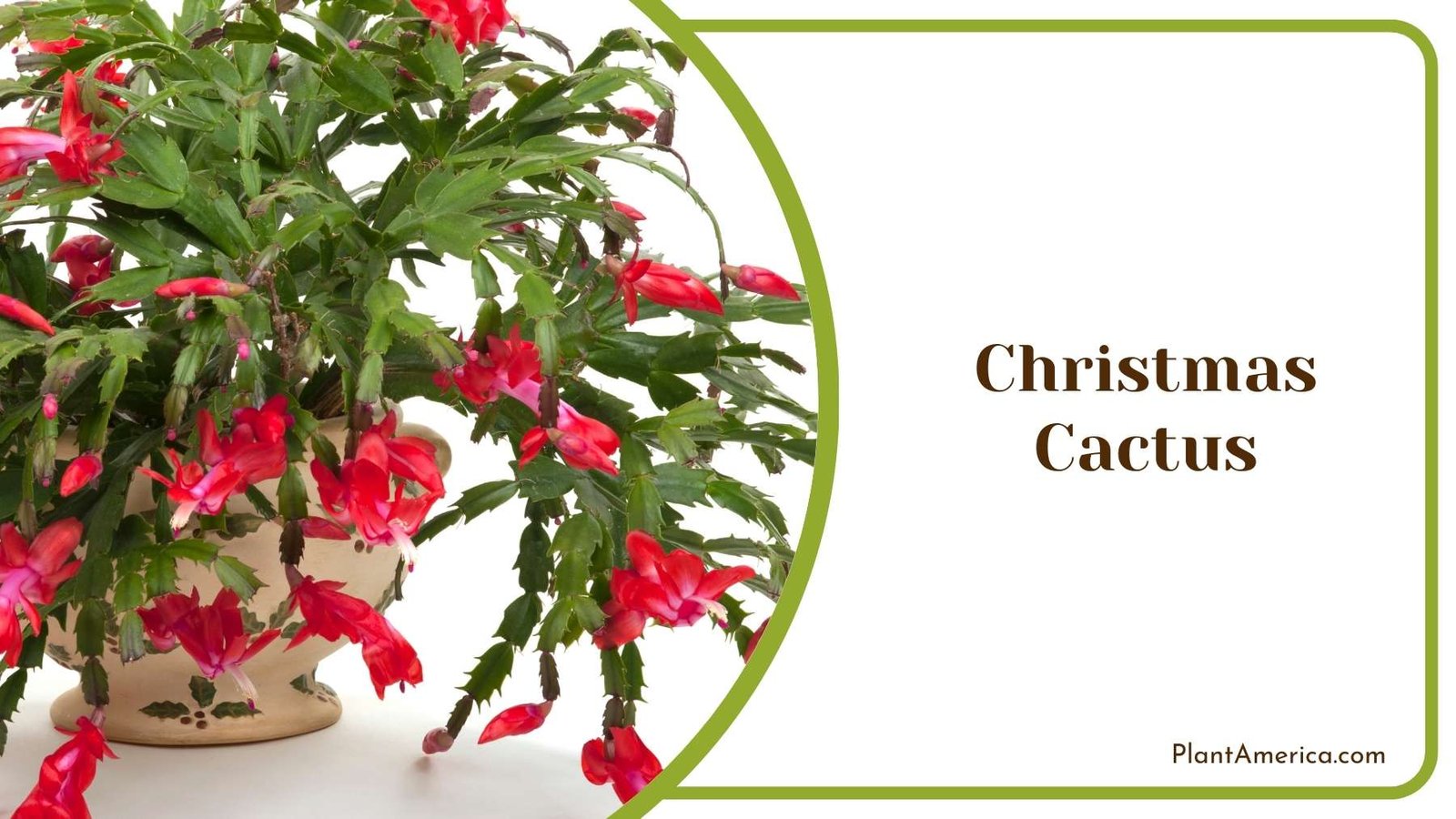 Christmas Cactus Picture Plant America