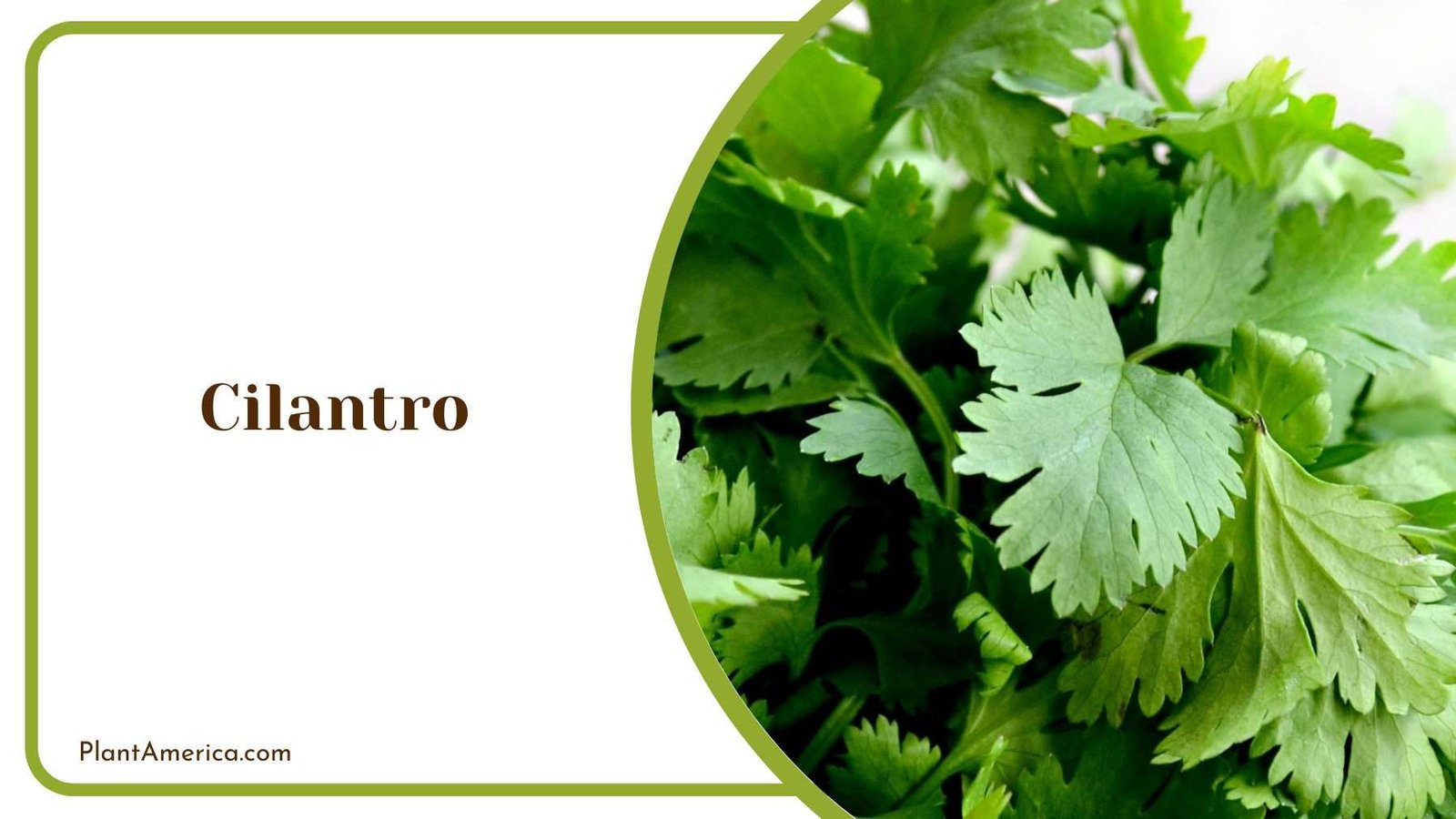 Cilantro Closer Shot Plant America