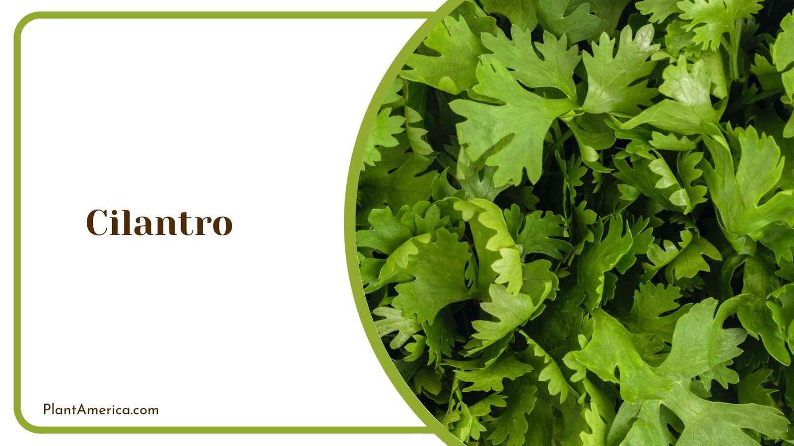 Cilantro Plant America