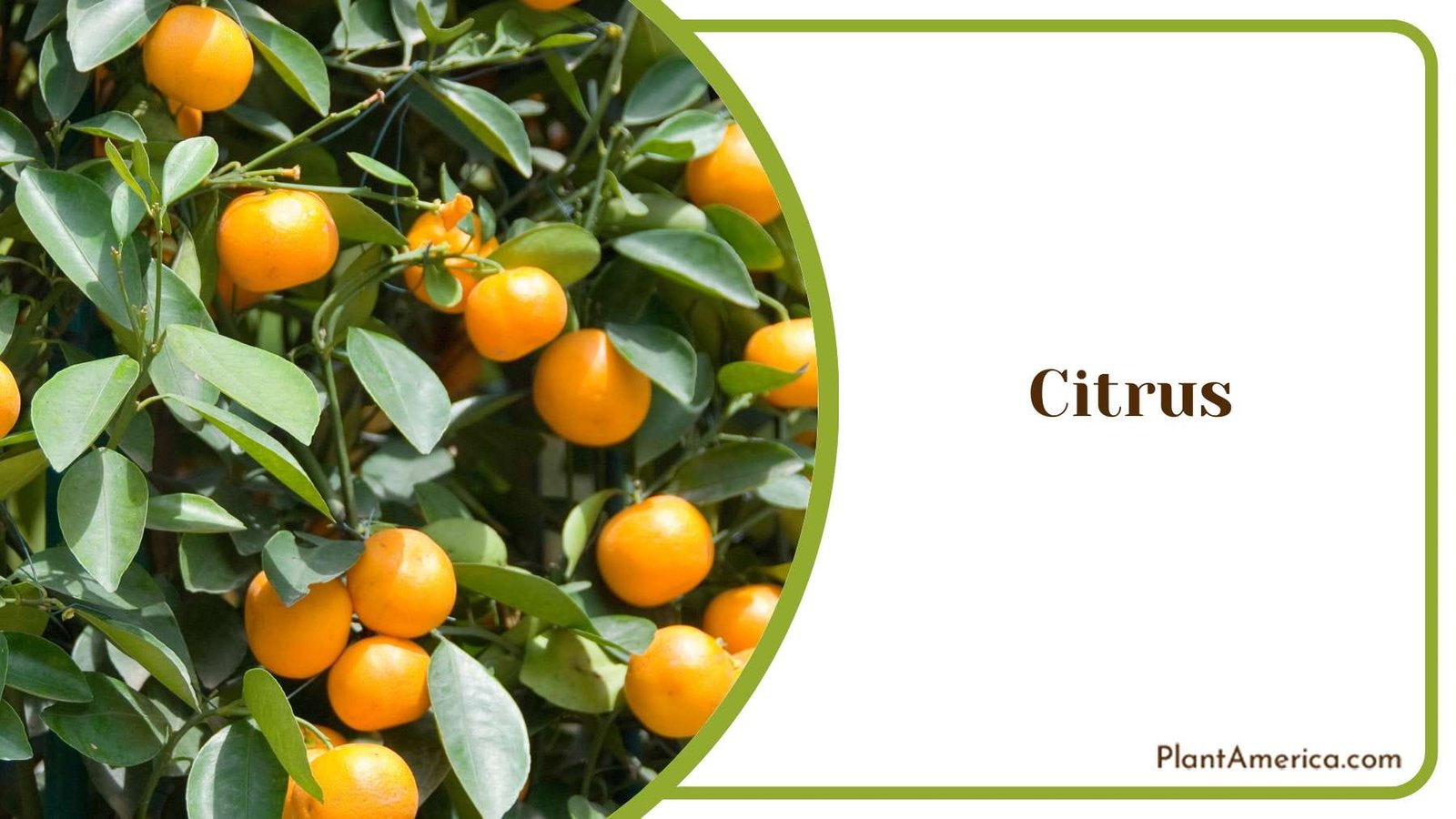 Citrus Small Size Tree Plant America