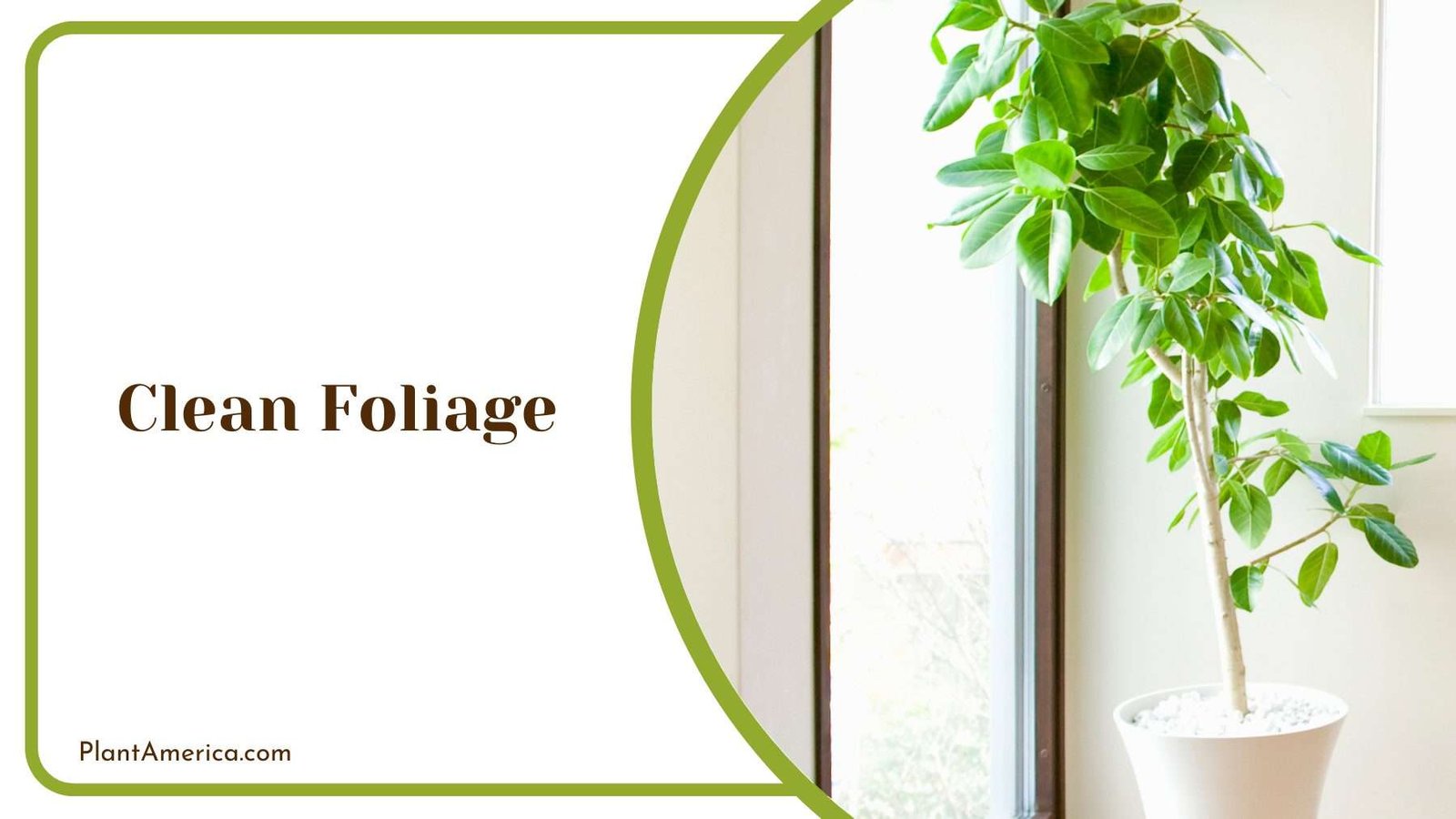 Clean Foliage Plant America