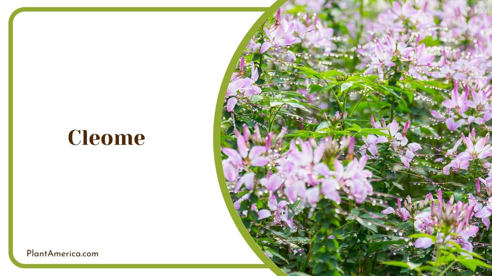 Cleome Flower In a Focus Shot Plant America