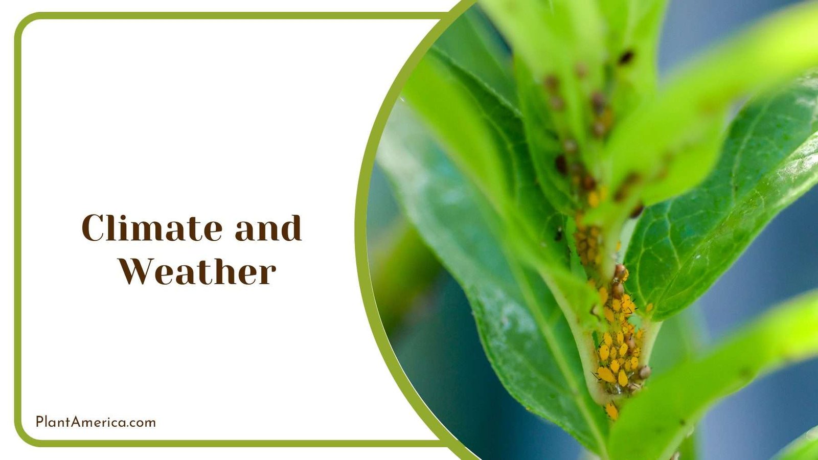 Climate and Weather Changes PlantAmerica