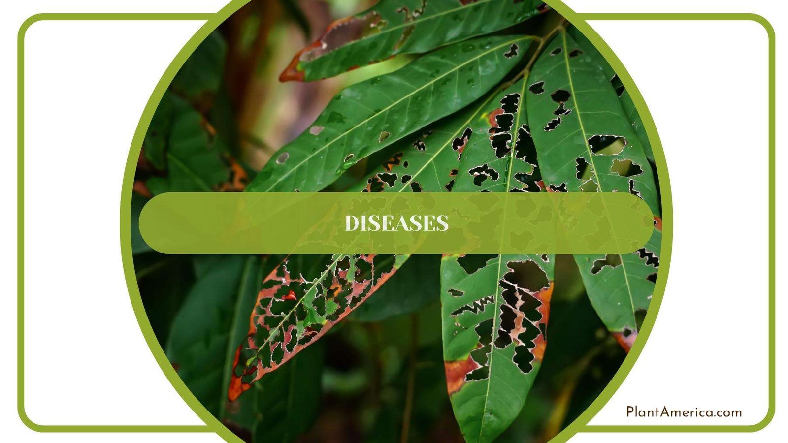 Close Look At Disease Of a Plant Leaf Plant America