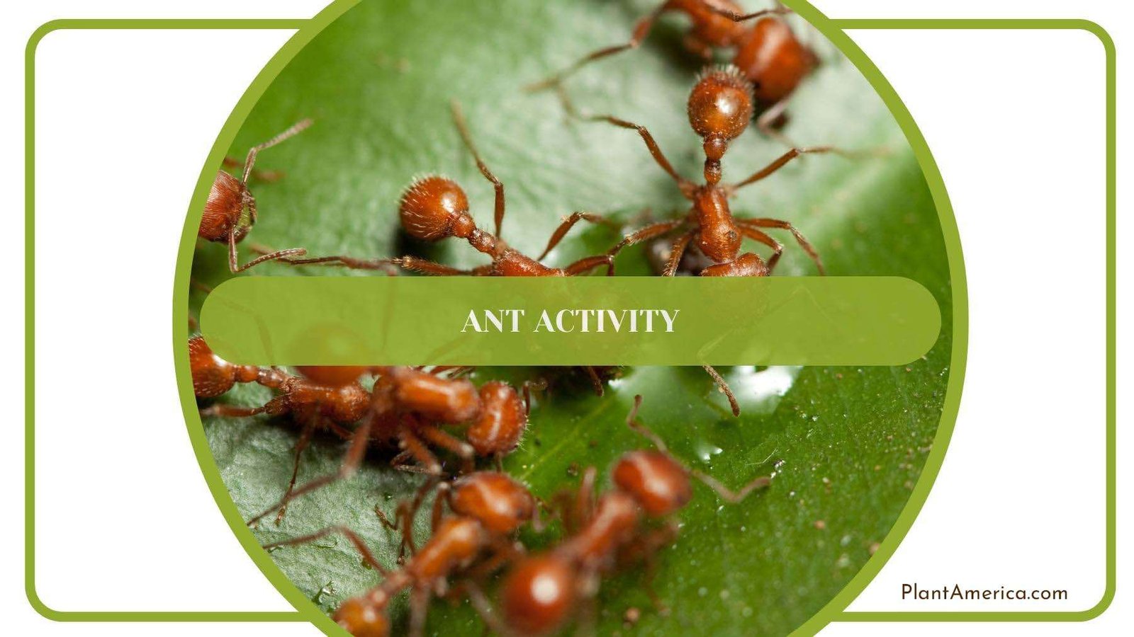 Close Look On Ant Climbing From a Leaf PlantAmerica