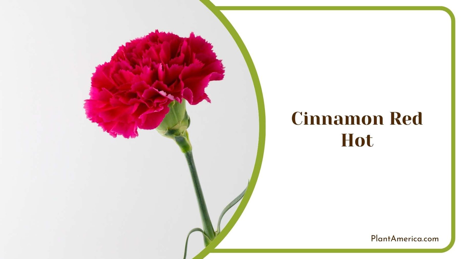 Close Look On Cinnamon Red Hot Flower Plant America