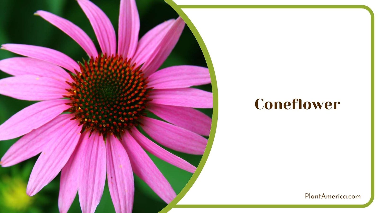 Close Look On Coneflower Plant America