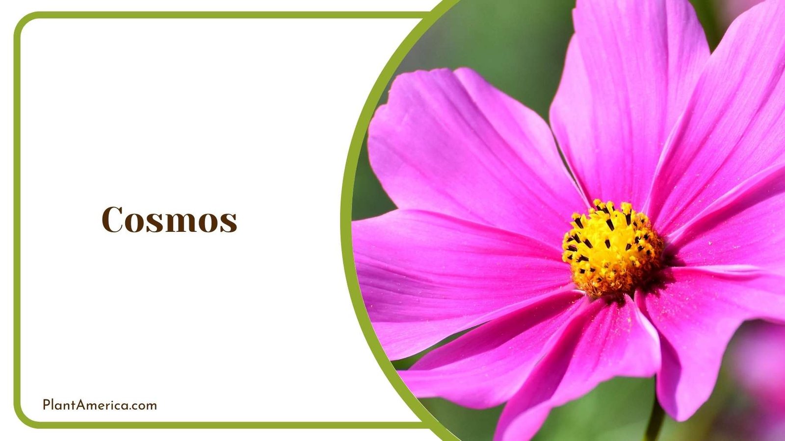 Close Look On Cosmos Plant America