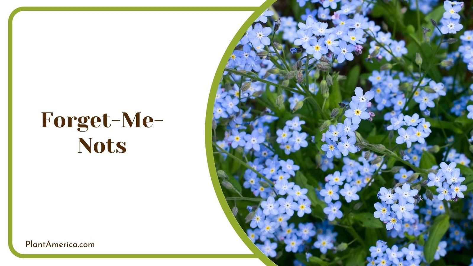 Close Look On Forget Me Nots Plant America Close Look On Forget Me Nots Plant America