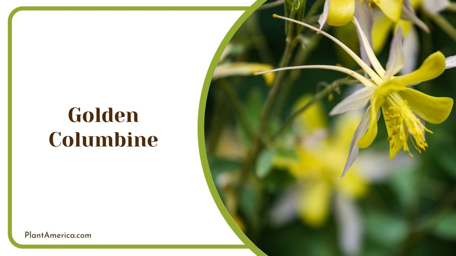Close Look On Golden Columbine Plant America