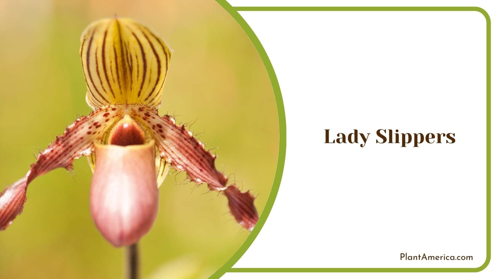 Close Look On Gorgeous Lady Slippers Plant America Close Look On Gorgeous Lady Slippers Plant America