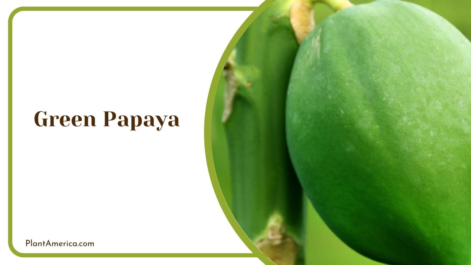 Close Look On Green Papaya Plant America