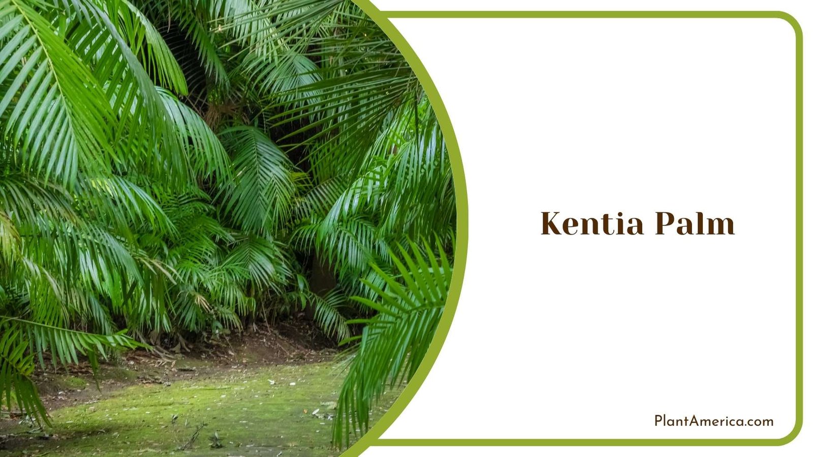 Close Look On Kentia Palm Plant America Close Look On Kentia Palm Plant America