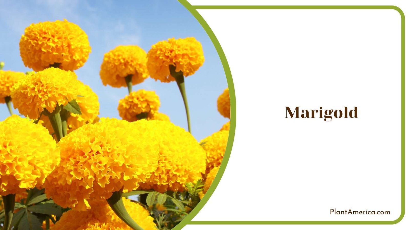 Close Look On Marigold Plant America