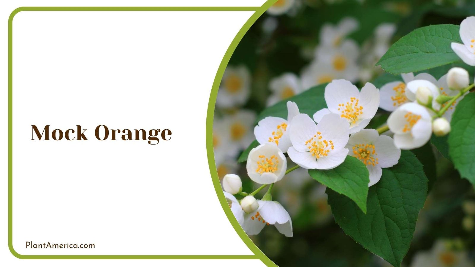 Close Look On Mock Orange Plant America