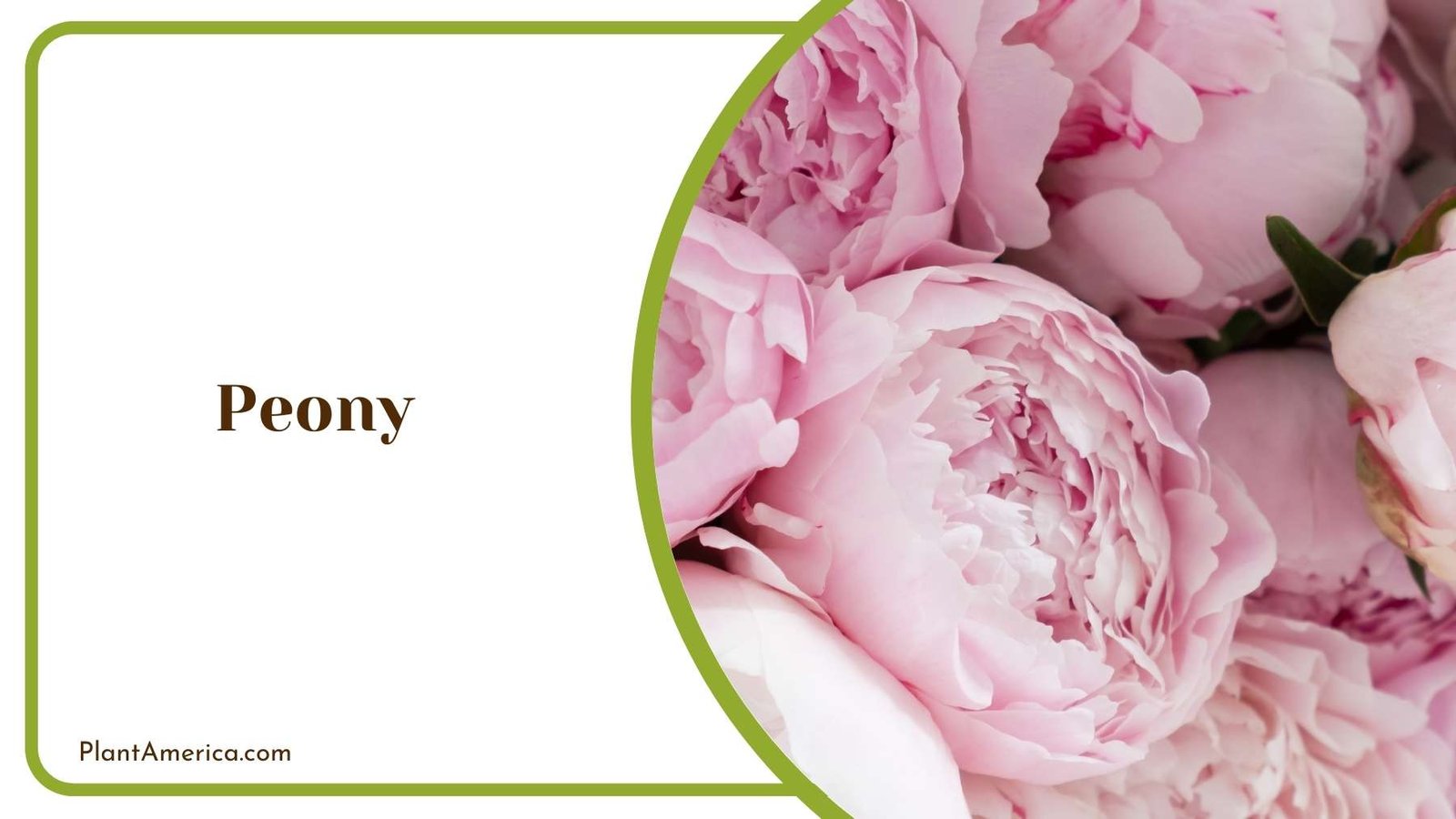 Close Look On Peony Plant America