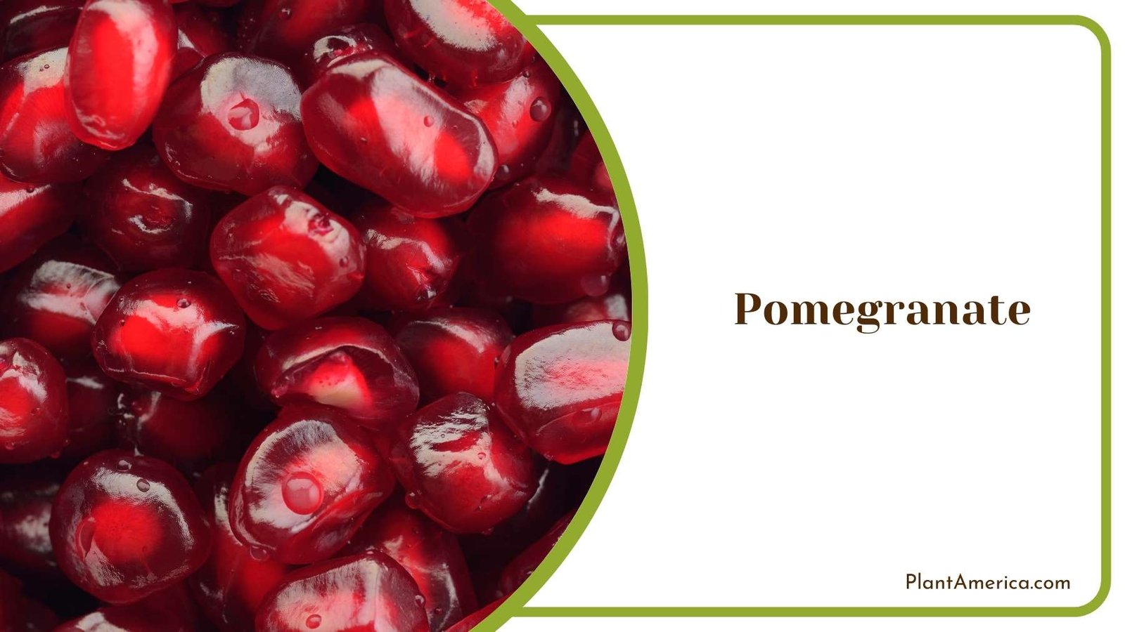Close Look On Pomegranate Plant America