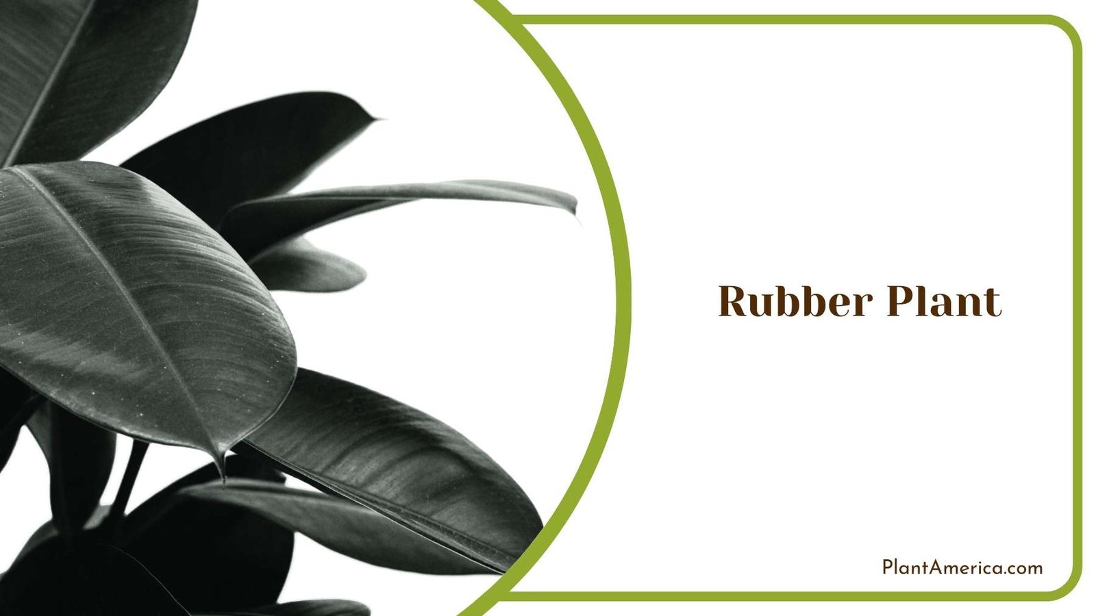 Close Look On Rubber Plant Plant America