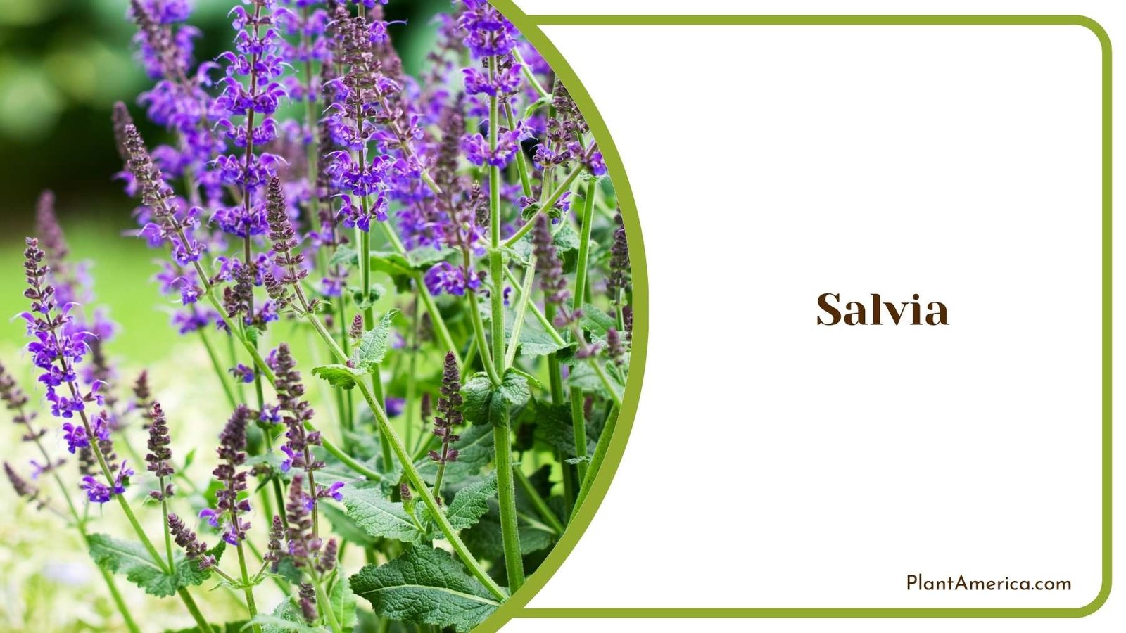 Close Look On Salvia Plant America