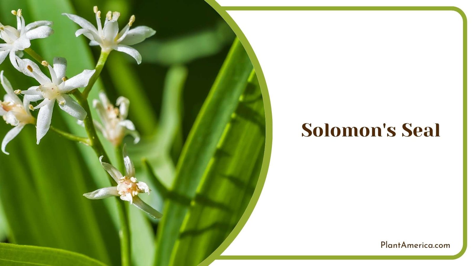 Close Look On Solomon s Seal Plant America