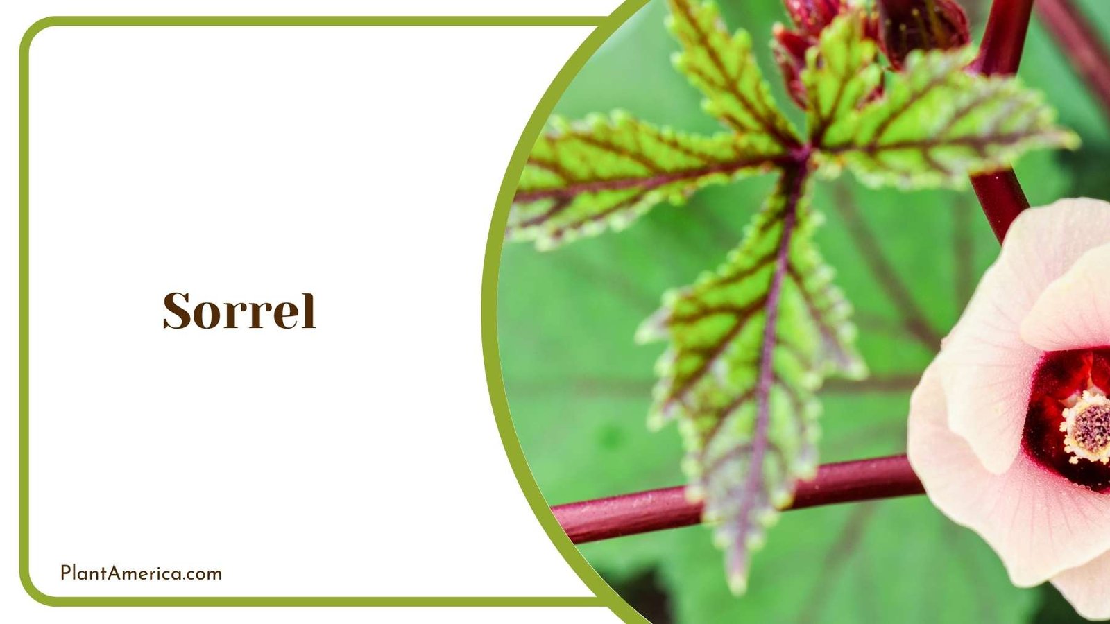 Close Look On Sorrel Plant America