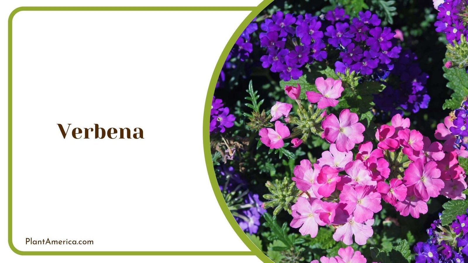 Close Look On Verbena Plant America Close Look On Verbena Plant America