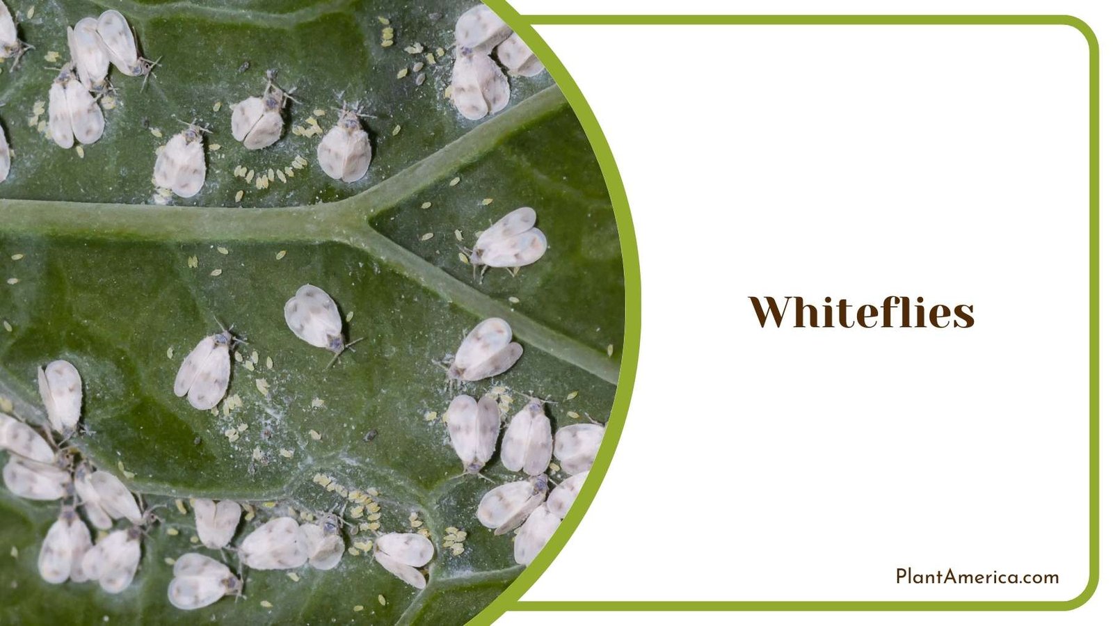 Close Look On Whiteflies Plant America Close Look On Whiteflies Plant America