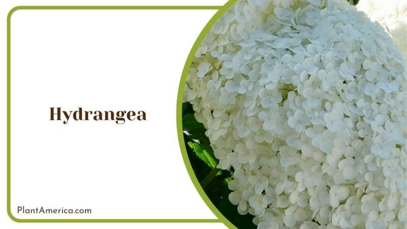 Close On Hydrangea Plant America Close On Hydrangea Plant America