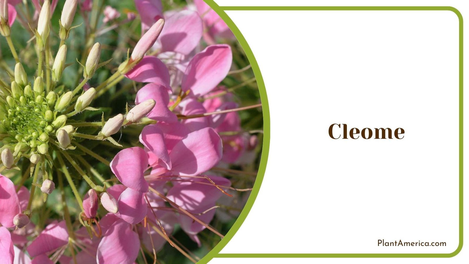 Close Shot Of Pink Cleome Plant America Close Shot Of Pink Cleome Plant America