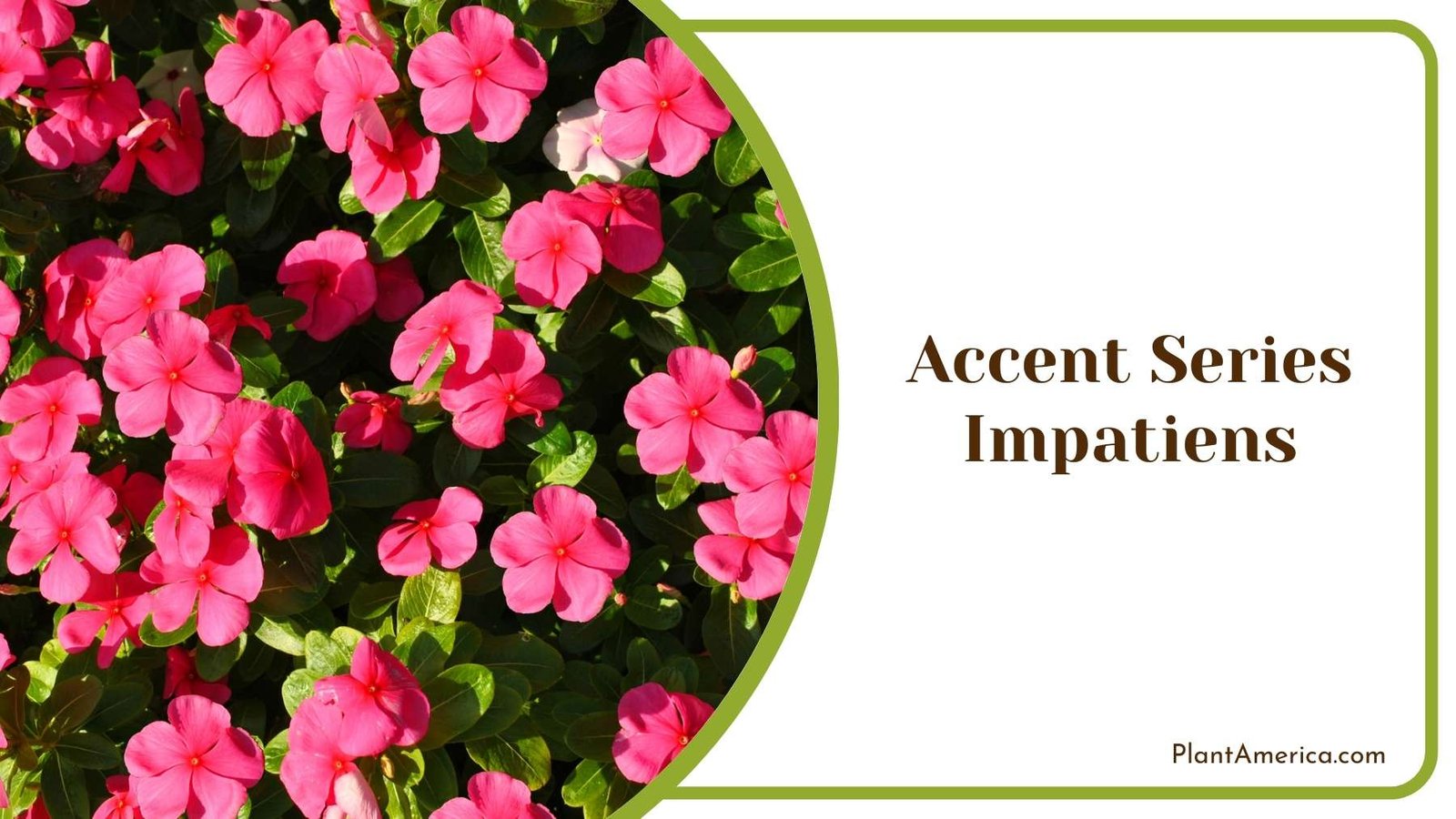 Close Shot On Accent Series Impatiens Plant America