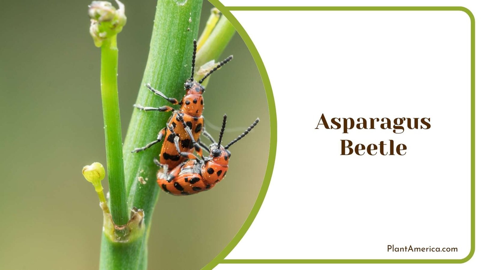 Close Shot On Asparagus Beetle Plant America Close Shot On Asparagus Beetle Plant America
