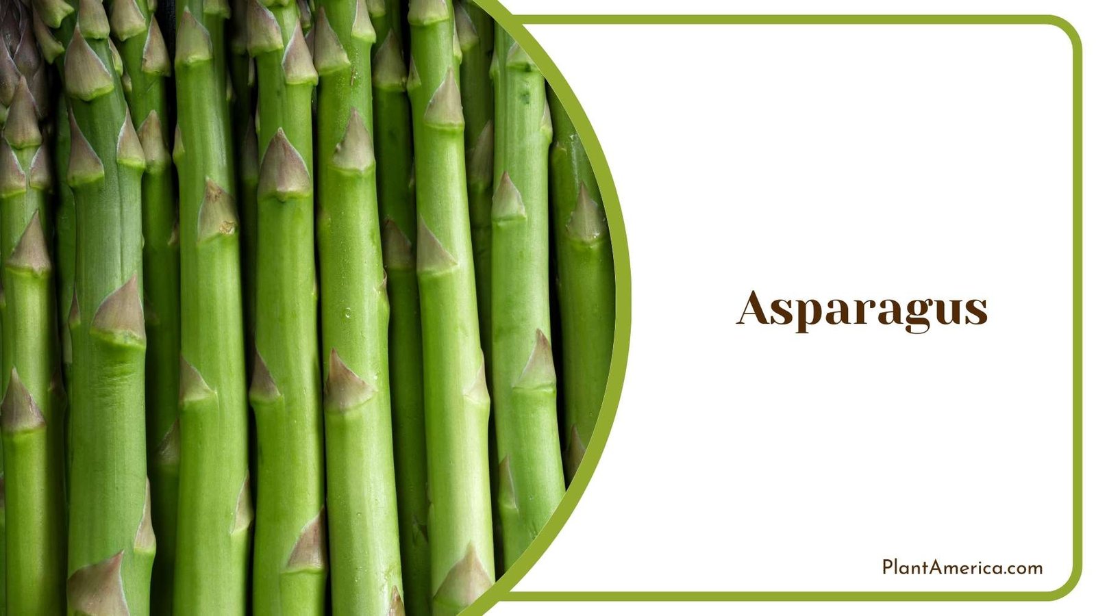 Close Shot On Asparagus Plant America