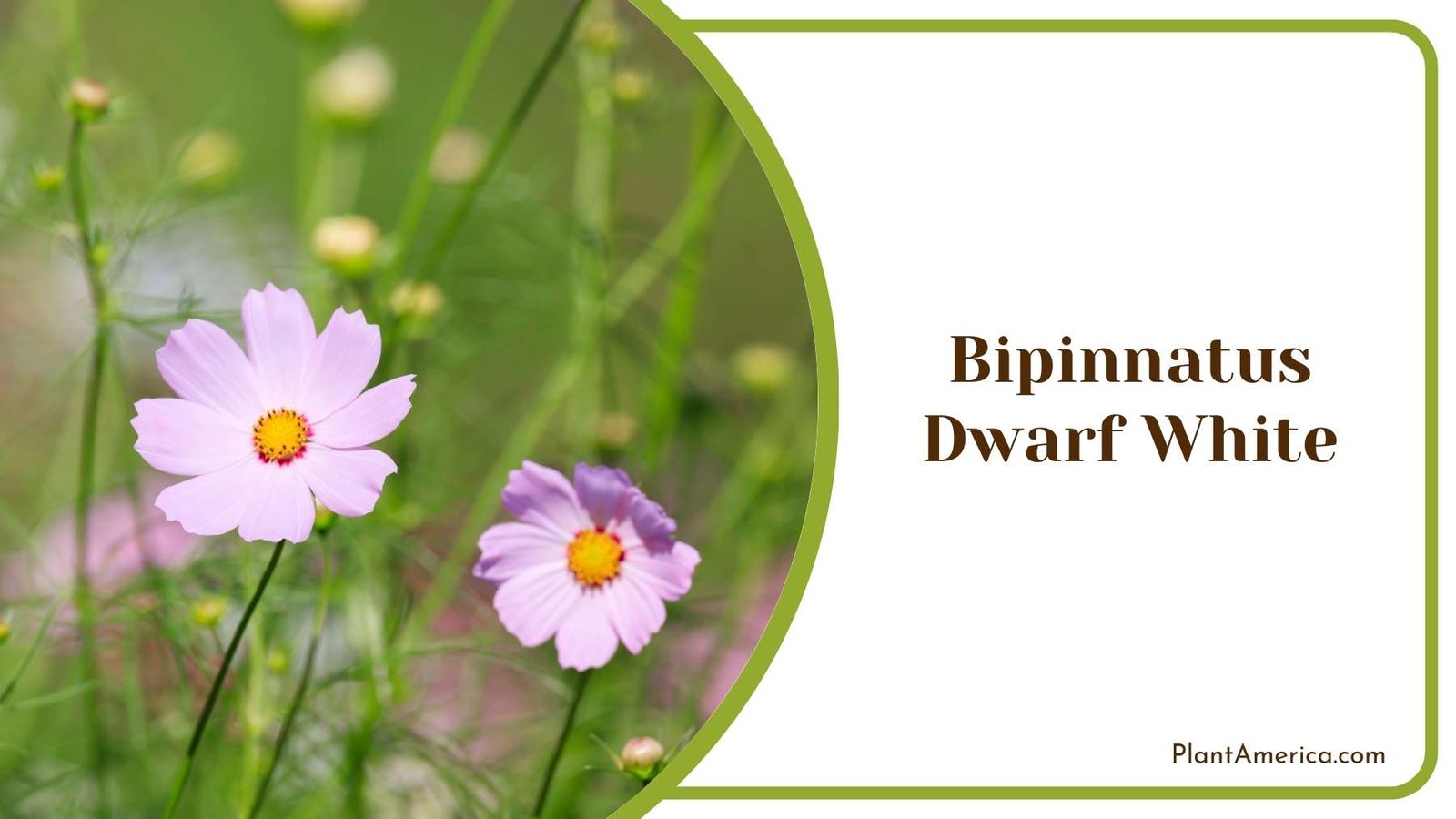 Close Shot On Bipinnatus Dwarf White Plant America Close Shot On Bipinnatus Dwarf White Plant America