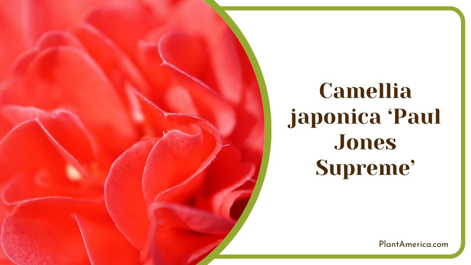 Close Shot On Camellia japonica ‘Paul Jones Supreme Plant America