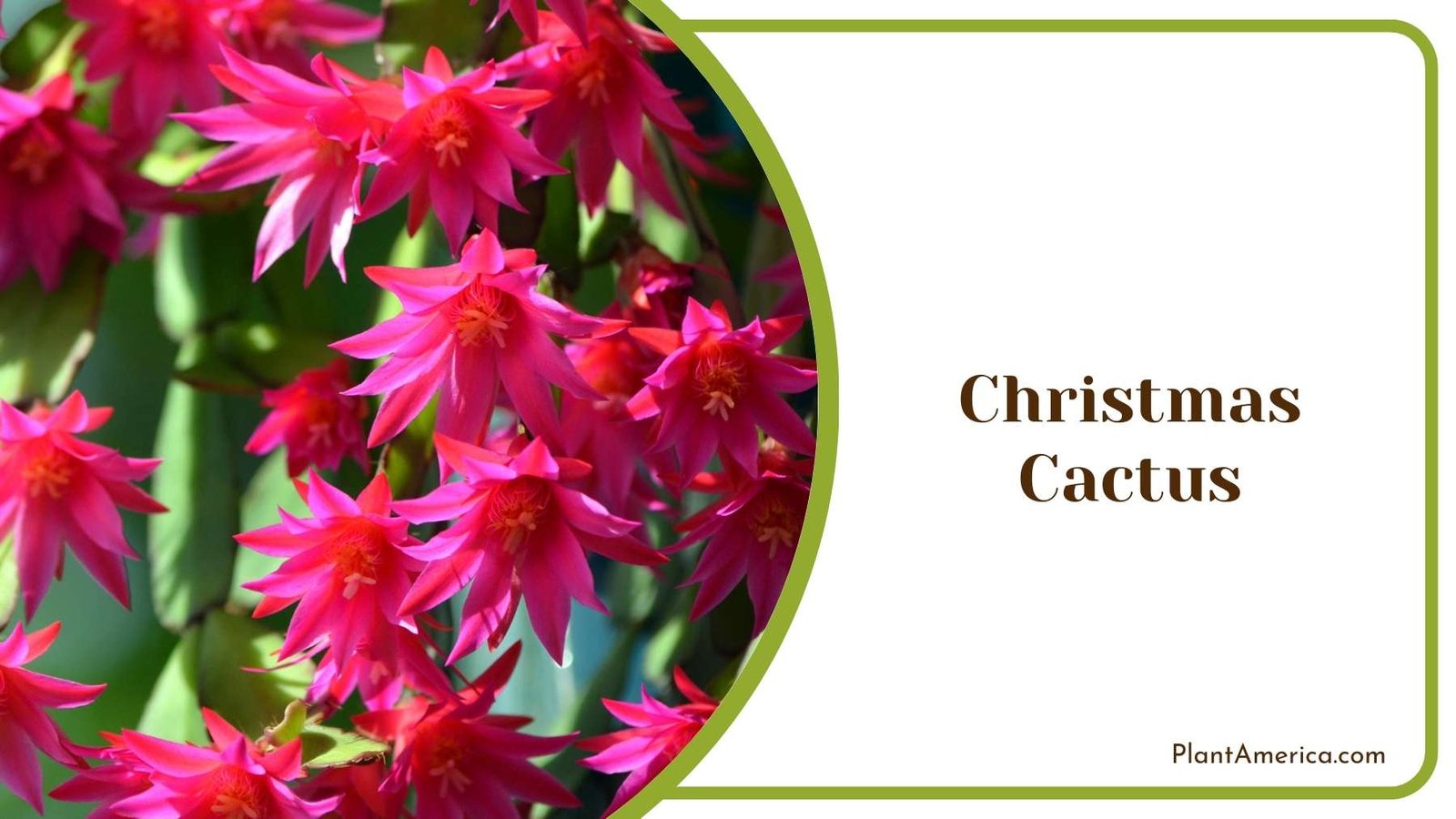 Close Shot On Christmas Cactus Plant America Close Shot On Christmas Cactus Plant America