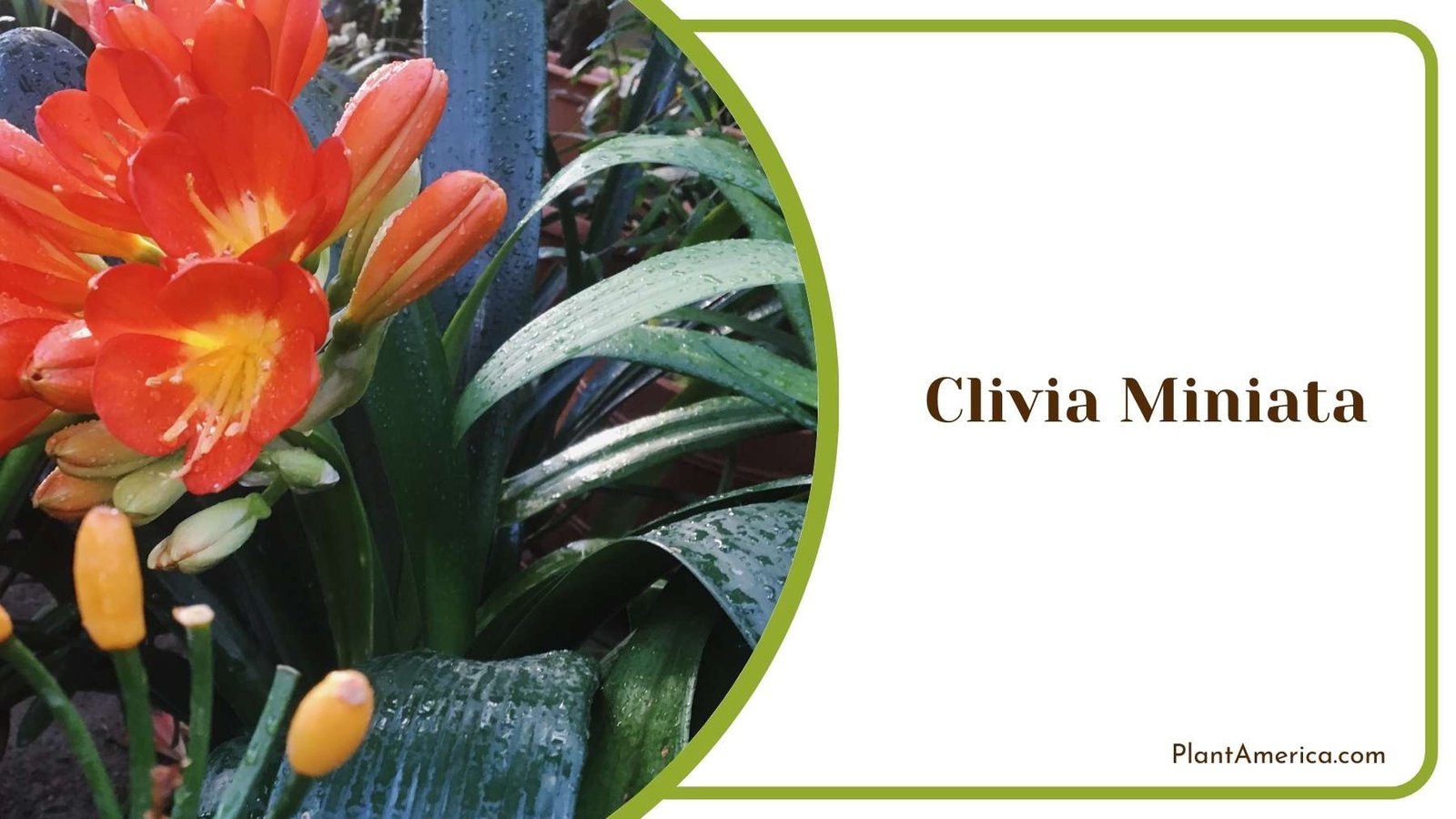 Close Shot On Clivia Miniata Plant America
