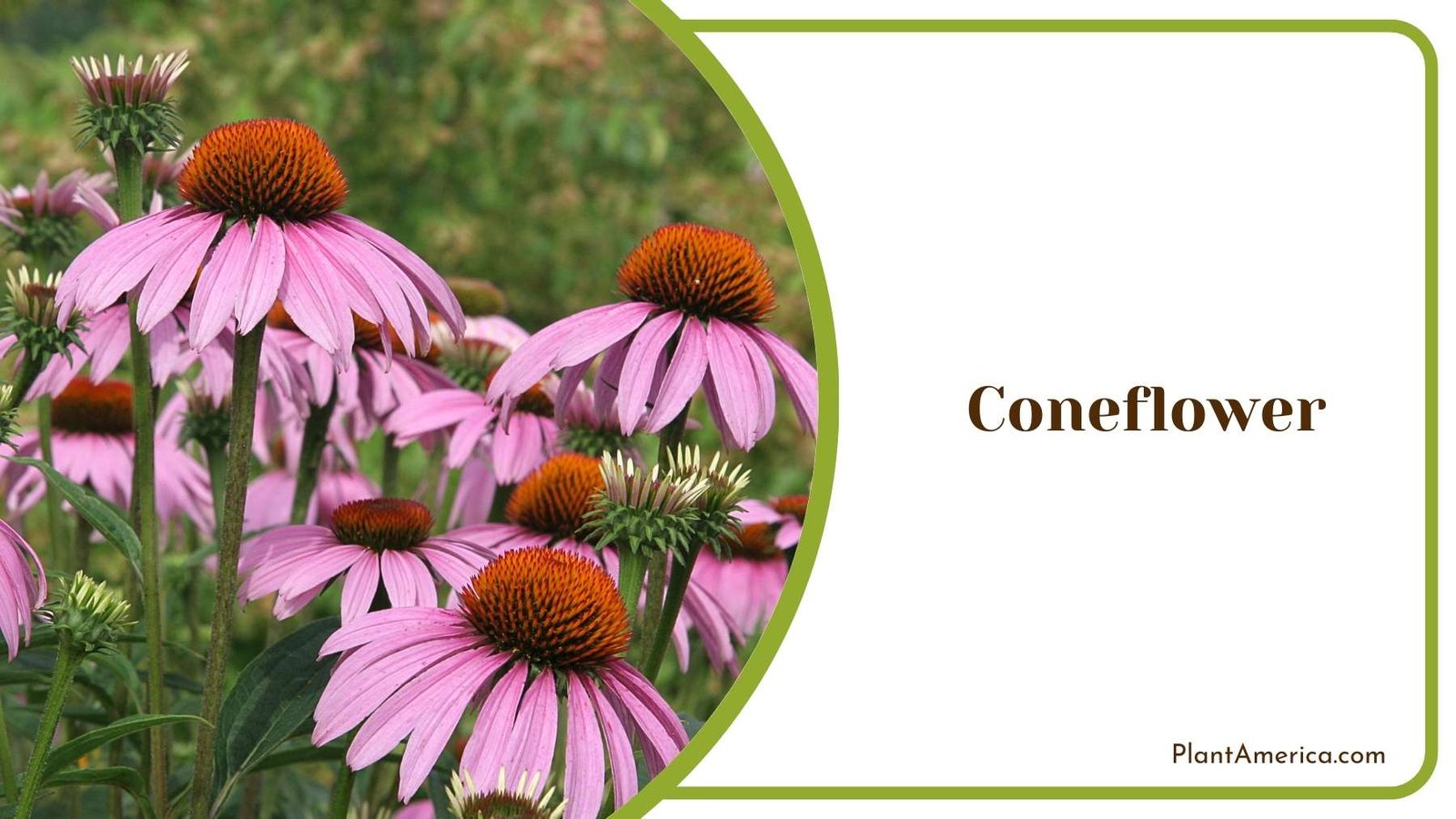 Close Shot On Coneflower Plant America