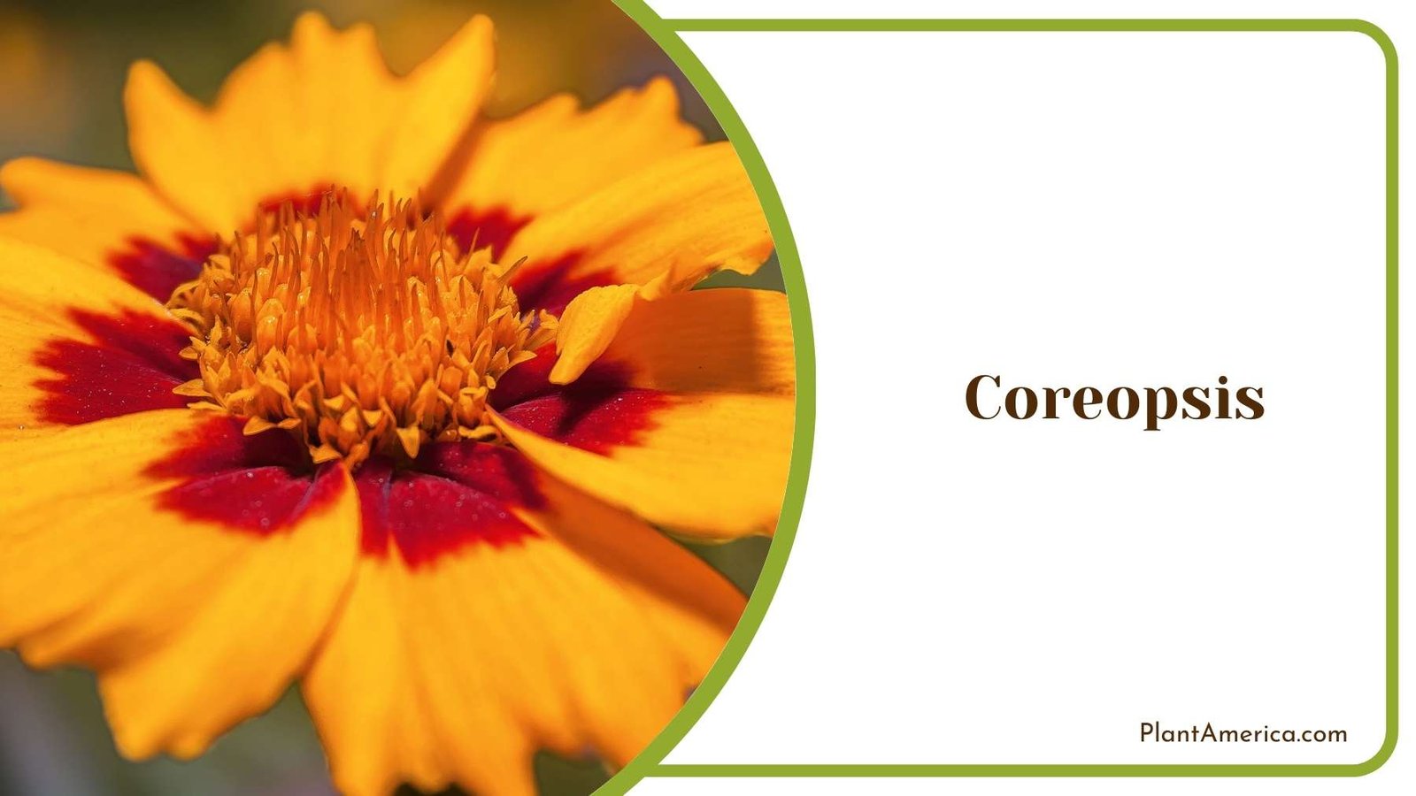 Close Shot On Coreopsis Plant America Close Shot On Coreopsis Plant America