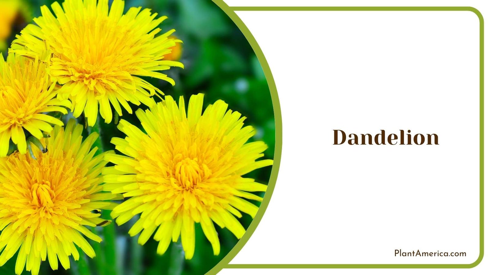 Close Shot On Dandelion Plant America