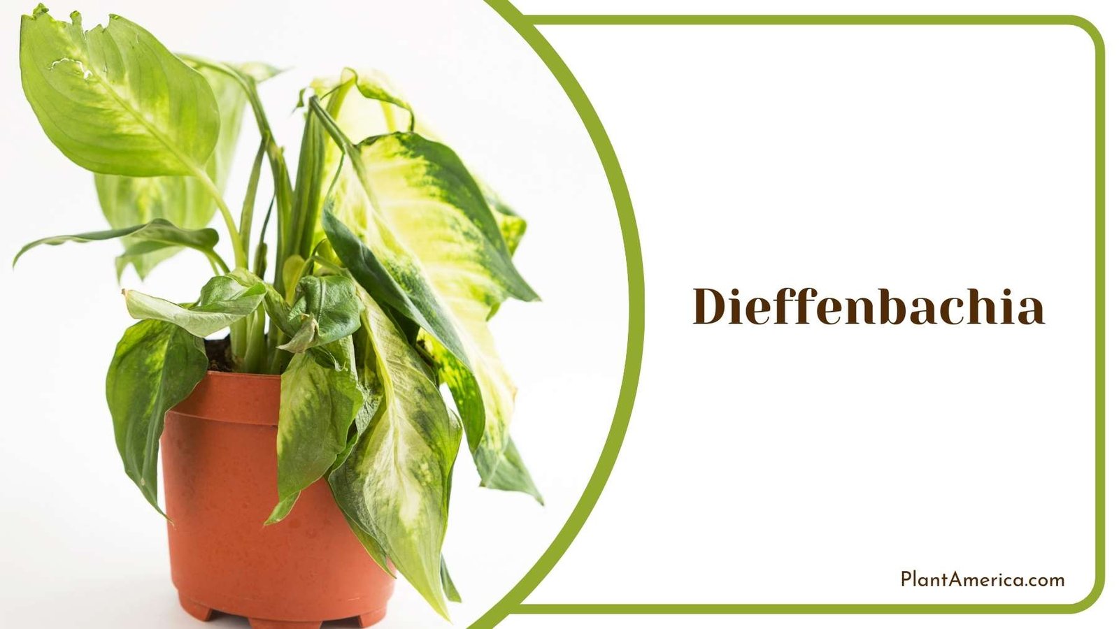 Close Shot On Dieffenbachia Plant America