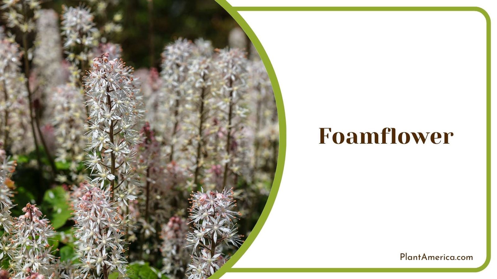 Close Shot On Foamflower Plant America