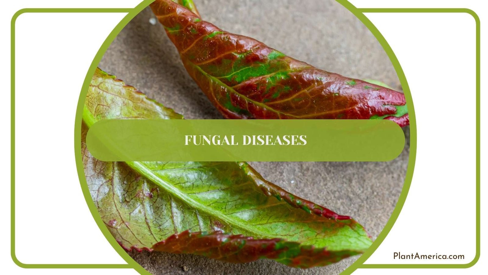 Close Shot On Fungal Diseases Plant America