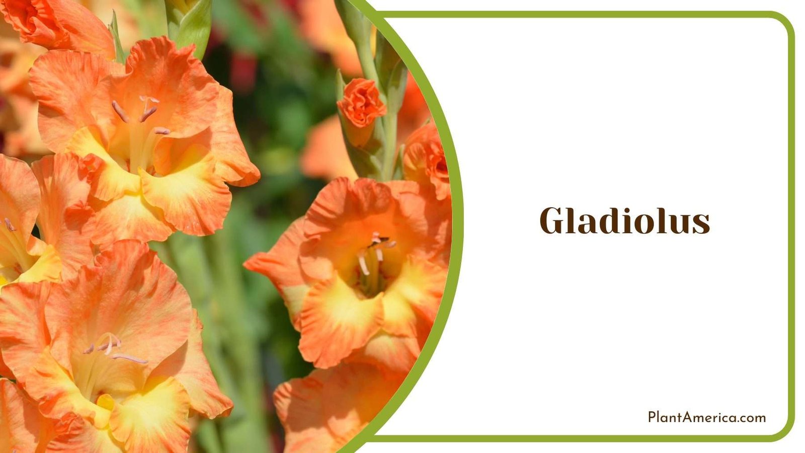 Close Shot On Gladiolus Plant America