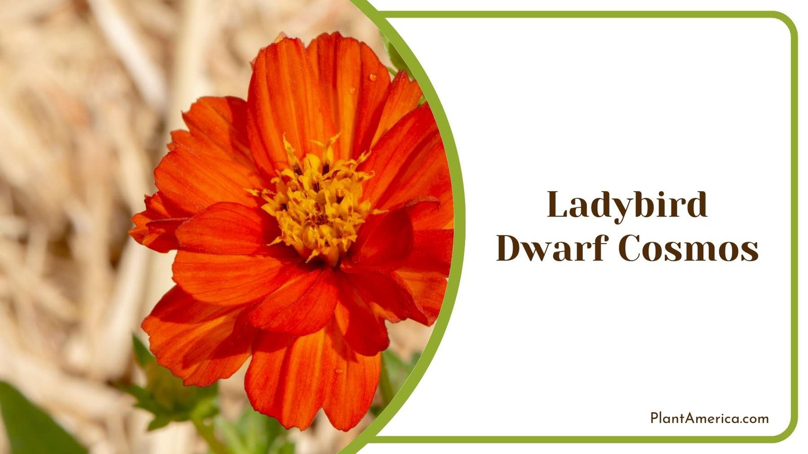 Close Shot On Ladybird Dwarf Cosmos Plant America