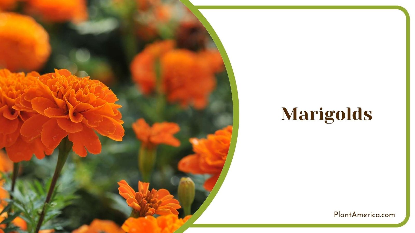 Close Shot On Marigolds Flower Plant America